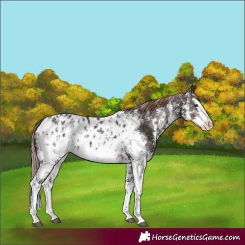 Horse Color:Liver Chestnut Sabino Splash Near Leopard  and Liver Chestnut Sabino Splash Near Leopard 