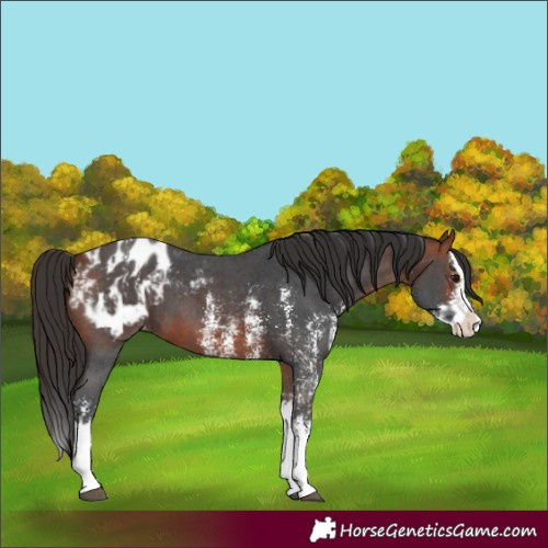 Horse Color:Bay Sabino Splash Blanket and Bay Sabino Splash Blanket