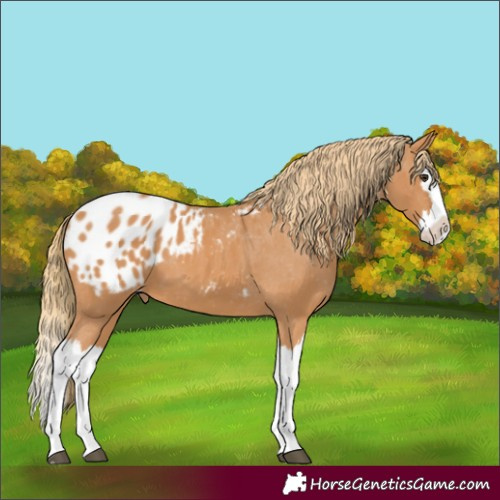 Horse Color:Chestnut Splash Appaloosa 