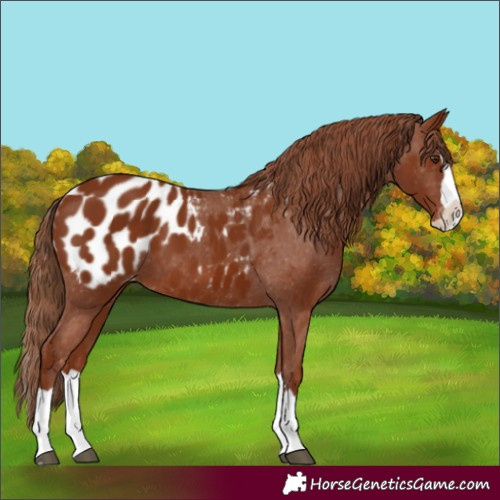 Horse Color:Chestnut Splash Blanket 