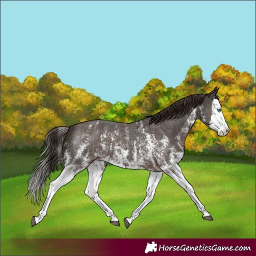 Horse Color:Liver Chestnut Sabino Splash Appaloosa and Liver Chestnut Sabino Splash Appaloosa