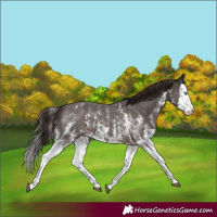 Horse Color:Liver Chestnut Sabino Splash Varnish and Liver Chestnut Sabino Splash Varnish