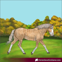 Horse Color:Palomino Splash and Gold Cream Champagne Splash