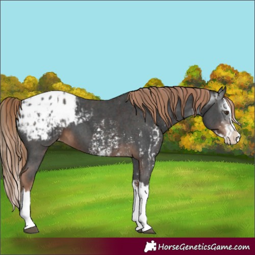 Horse Color:Liver Chestnut Sabino Splash Blanket  and Gray Liver Chestnut Sabino Splash Blanket 