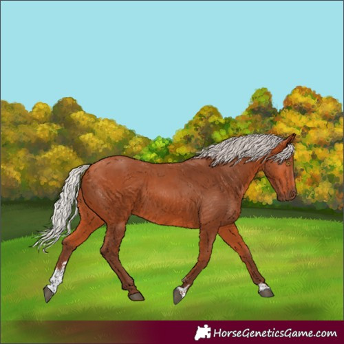 Horse Color:Silver Bay Sabino Rabicano