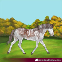 Horse Color:Powder White White Spotted Chocolate Brown Splash and Powder White White Spotted Chocolate Bay Splash