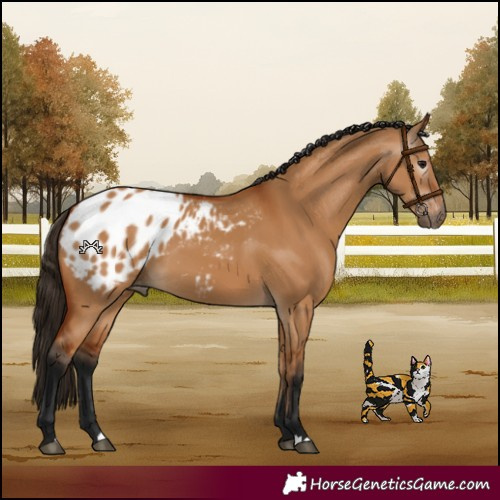 Horse Color:Gray Bay Dun Blanket