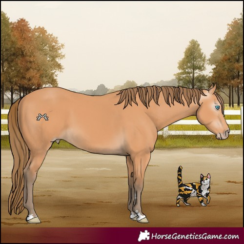 Horse Color:Gray Perlino
