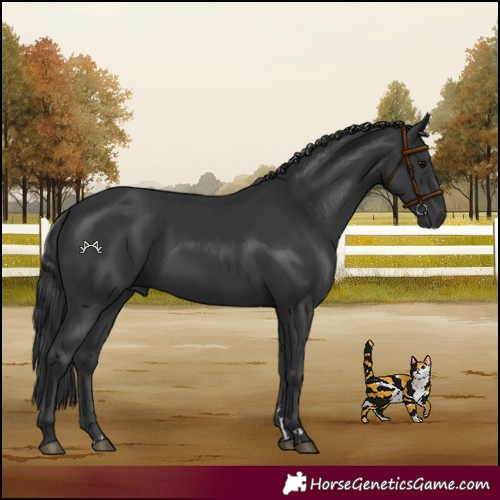 Horse Color:Black 