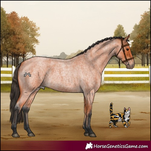 Horse Color:Bay Roan