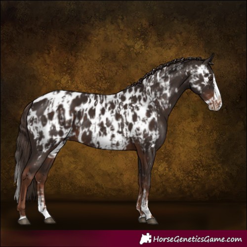 Horse Color:Liver Chestnut Sabino Splash Near Leopard  and Liver Chestnut Sabino Splash Frame Near Leopard 