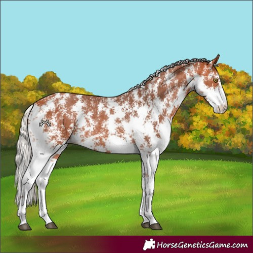 Horse Color:Silver Bay Sabino Rabicano 