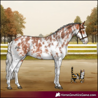 Horse Color:Silver Bay Sabino Rabicano 