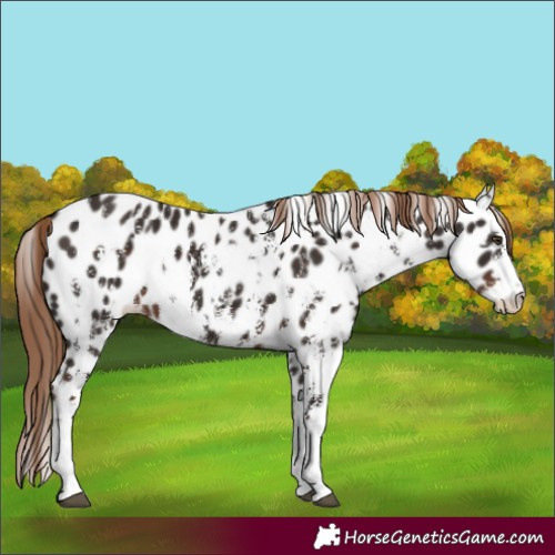Horse Color:Liver Chestnut Sabino Splash Appaloosa and Liver Chestnut Sabino Splash Appaloosa