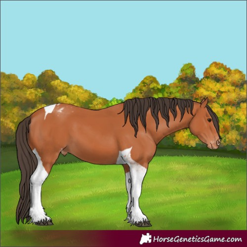 Horse Color:Bay Tobiano Appaloosa 