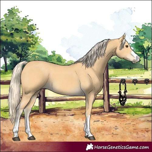 Horse Color:Palomino 