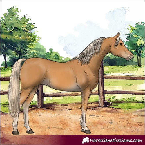 Horse Color:Palomino