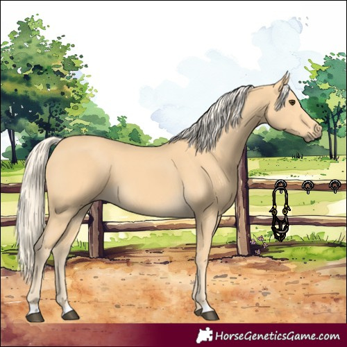 Horse Color:Palomino 