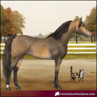 Horse Color:Buckskin 