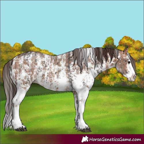 Horse Color:Bay Sabino Splash Appaloosa and Amber Champagne Sabino Splash Appaloosa