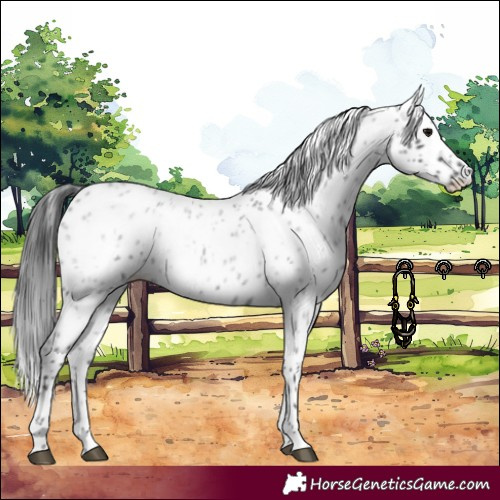 Horse Color:Blue Roan Appaloosa 