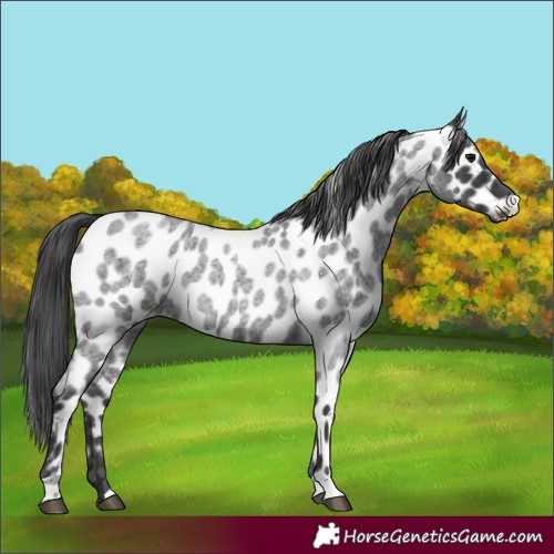 Horse Color:Blue Roan Appaloosa
