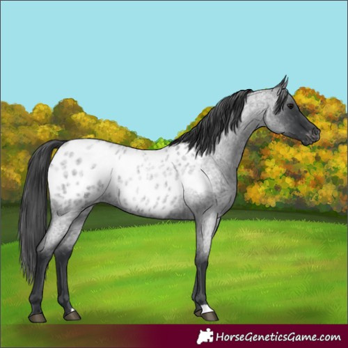 Horse Color:Blue Roan Appaloosa