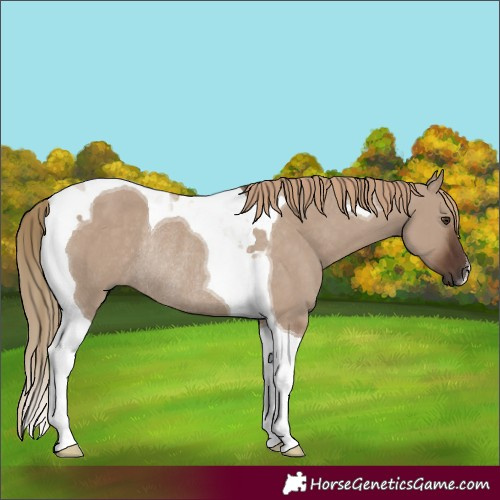 Horse Color:Liver Red Dun Tobiano Rabicano