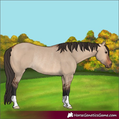 Horse Color:Bay Dun Rabicano 