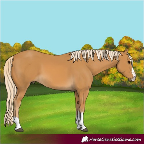 Horse Color:Palomino