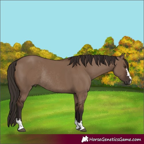 Horse Color:Liver Red Dun Rabicano 