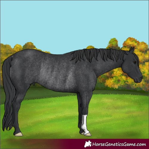Horse Color:Black Rabicano