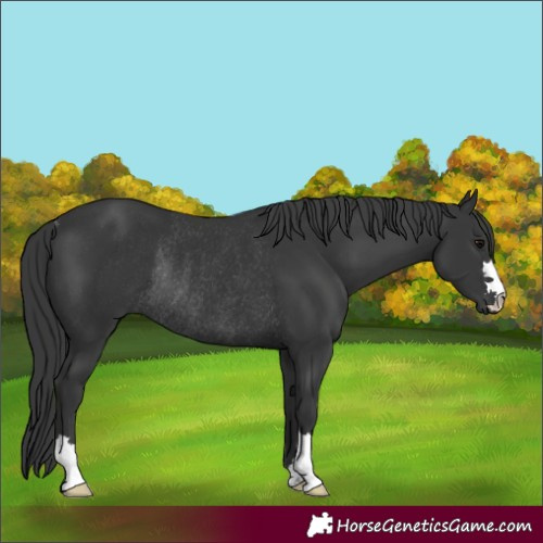 Horse Color:Black Rabicano 