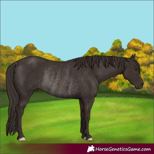 Horse Color:Liver Chestnut Rabicano