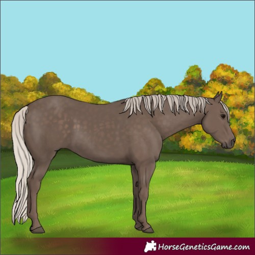 Horse Color:Silver Black