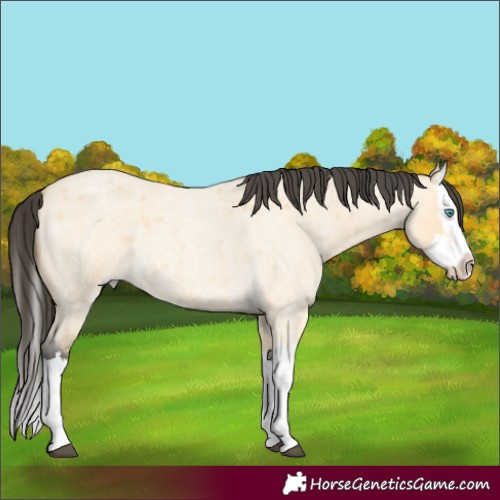 Horse Color:Buckskin Roan Dun Splash
