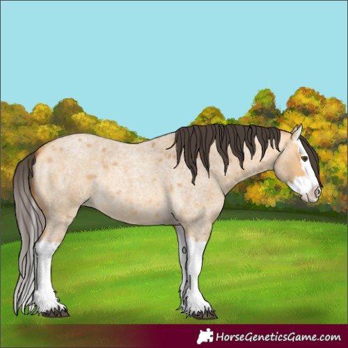 Horse Color:Buckskin Roan Dun Splash 