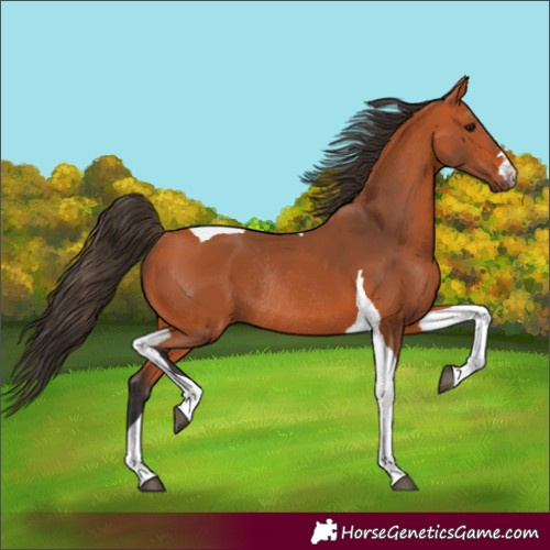 Horse Color:Bay Tobiano Rabicano