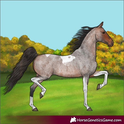 Horse Color:Bay Roan Tobiano Rabicano 
