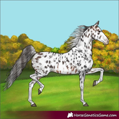 Horse Color:Bay Sabino Splash Appaloosa  and Bay Sabino Splash Frame Appaloosa 