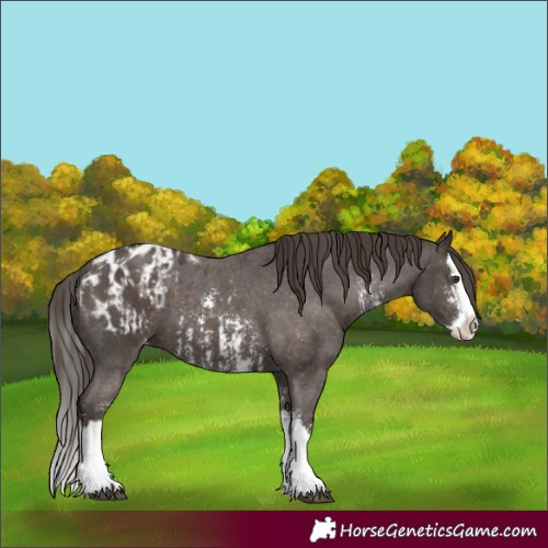 Horse Color:Liver Chestnut Sabino Splash Appaloosa and Liver Chestnut Sabino Splash Appaloosa