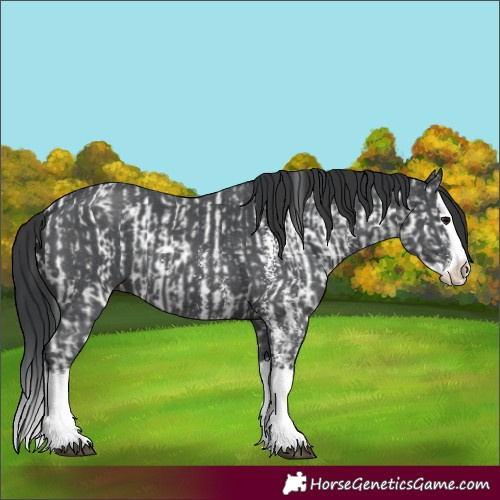 Horse Color:Black Sabino Splash Near Leopard  and Black Sabino Splash 
