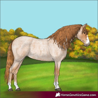 Horse Color:Red Roan 