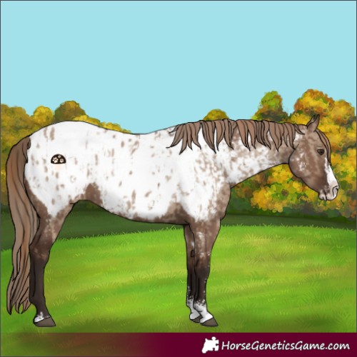 Horse Color:Liver Red Dun Sabino Splash Appaloosa  and Liver Red Dun Sabino Splash Appaloosa 