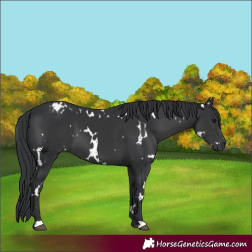 Horse Color:White Spotted Black