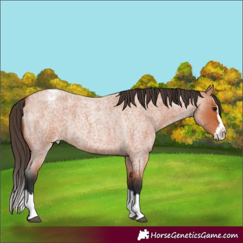 Horse Color:Bay Roan Splash Varnish