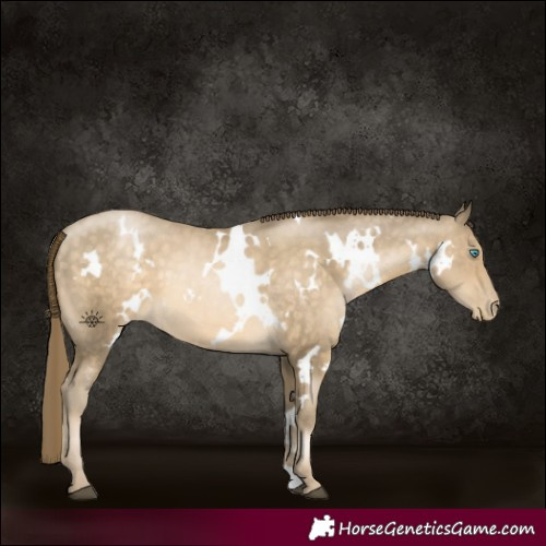 Horse Color:White Spotted Buckskin 