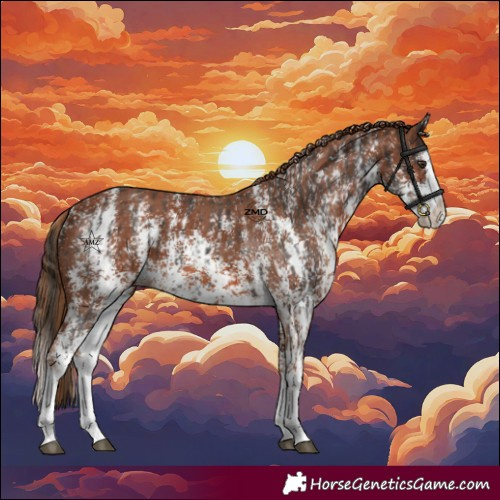 Horse Color:Liver Chestnut Sabino Splash Appaloosa and Chestnut Sabino Splash Appaloosa