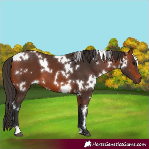 Horse Color:White Spotted Bay