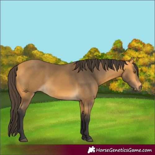 Horse Color:Buckskin